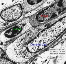 Attēlu rezultāti vaicājumam “Cinclidotus danubicus cells”