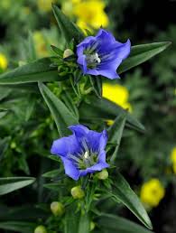 Attēlu rezultāti vaicājumam “Gentiana pneumonanthe leaf”