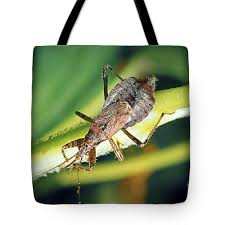 Attēlu rezultāti vaicājumam “Himacerus apterus”