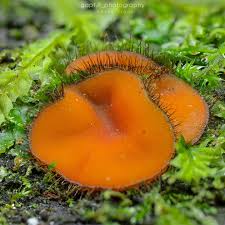 Attēlu rezultāti vaicājumam “Geoglossum sp.”