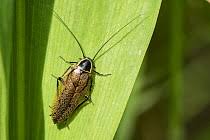 Attēlu rezultāti vaicājumam “Ectobius sylvestris male”