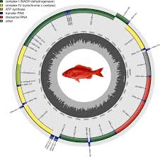 Image result for Rhomboplites aurorubens