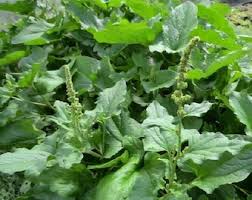 Attēlu rezultāti vaicājumam “Chenopodium bonus-henricus”