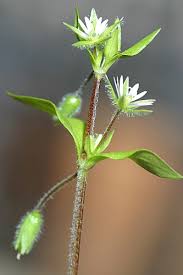 Attēlu rezultāti vaicājumam “Stellaria pallida”