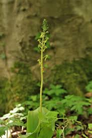 Attēlu rezultāti vaicājumam “Listera ovata leaf”