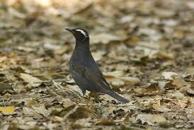 Image result for Zoothera sibirica