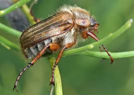 Attēlu rezultāti vaicājumam “Amphimallon solstitiale imago”