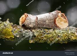 Attēlu rezultāti vaicājumam “Phalera bucephala imago”