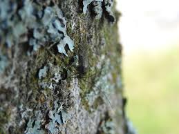 Attēlu rezultāti vaicājumam “Psococerastis gibbosa”