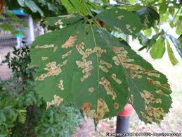 Attēlu rezultāti vaicājumam “Cameraria ohridella”