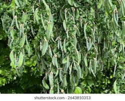 Attēlu rezultāti vaicājumam “Cytisus scoparius fruit”