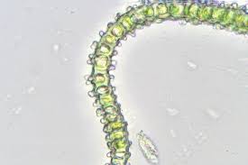 Attēlu rezultāti vaicājumam “Hedwigia ciliata sporophyte”