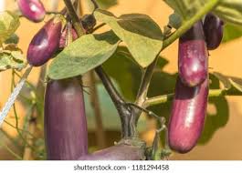 Afbeeldingsresultaat voor slim jim eggplant