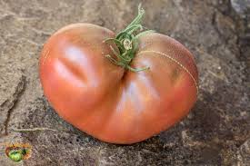 Afbeeldingsresultaat voor dark purple beefsteak tomato