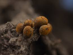 Attēlu rezultāti vaicājumam “Physarum rubiginosum spores”