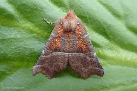 Attēlu rezultāti vaicājumam “Scoliopteryx libatrix”