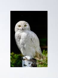 Image result for Bubo scandiacus