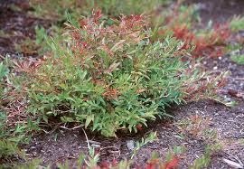 Attēlu rezultāti vaicājumam “Vaccinium angustifolium”