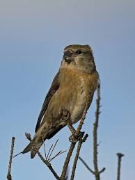 Attēlu rezultāti vaicājumam “Loxia pytyopsittacus”