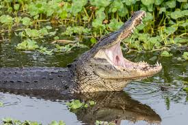 Image result for Alligator mississippiensis