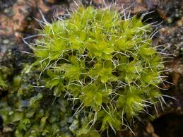 Attēlu rezultāti vaicājumam “Syntrichia latifolia”