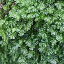 Attēlu rezultāti vaicājumam “Plagiochila asplenioides”