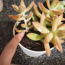 Attēlu rezultāti vaicājumam “Sedum rupestre leaf”