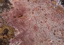 Attēlu rezultāti vaicājumam “Ceriporia excelsa”