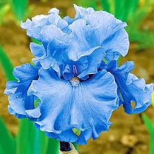 Image result for Iris