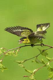 Attēlu rezultāti vaicājumam “Carduelis spinus male”
