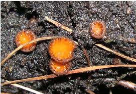 Attēlu rezultāti vaicājumam “Scutellinia scutellata”