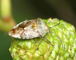 Attēlu rezultāti vaicājumam “Elasmucha grisea”