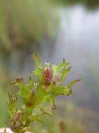 Attēlu rezultāti vaicājumam “Najas marina”