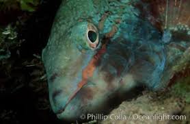 Image result for Sparisoma viride