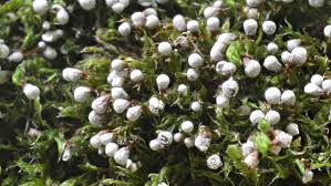 Attēlu rezultāti vaicājumam “Craterium leucocephalum macro”