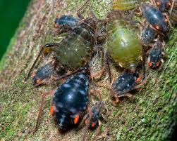 Attēlu rezultāti vaicājumam “Thecabius affinis nymph”