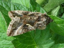 Attēlu rezultāti vaicājumam “Autographa excelsa”