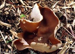 Attēlu rezultāti vaicājumam “Peziza varia”