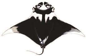 Image result for Mobula birostris