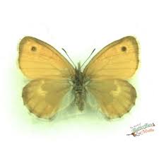 Attēlu rezultāti vaicājumam “Coenonympha pamphilus underside”