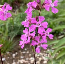 Image result for Pechnelke