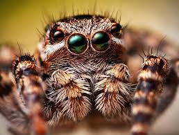 Attēlu rezultāti vaicājumam “Aelurillus v-insignitus”