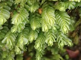 Attēlu rezultāti vaicājumam “Plagiochila asplenioides”