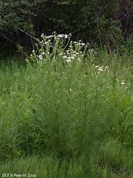 Attēlu rezultāti vaicājumam “Tripleurospermum inodorum leaf”