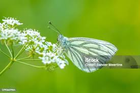 Attēlu rezultāti vaicājumam “Pieris napi”