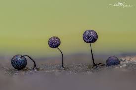 Attēlu rezultāti vaicājumam “Lamproderma arcyrioides spores”