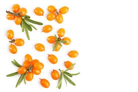 Attēlu rezultāti vaicājumam “Hippophae rhamnoides fruit”
