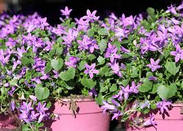 Image result for Glockenblumen