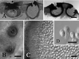 Attēlu rezultāti vaicājumam “Vouauxiomyces santessonii”