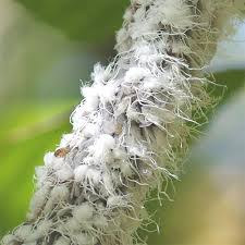 Attēlu rezultāti vaicājumam “Aphididae”